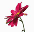 lebanon flowers